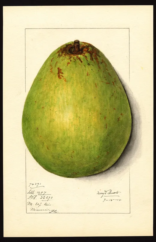 Acuarela de un aguacate entero sobre papel crema