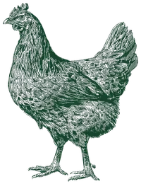 Grabado en línea de una gallina de perfil