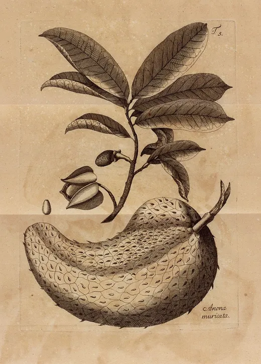 Grabado botánico antiguo de la guanábana con fruta espinosa y hojas