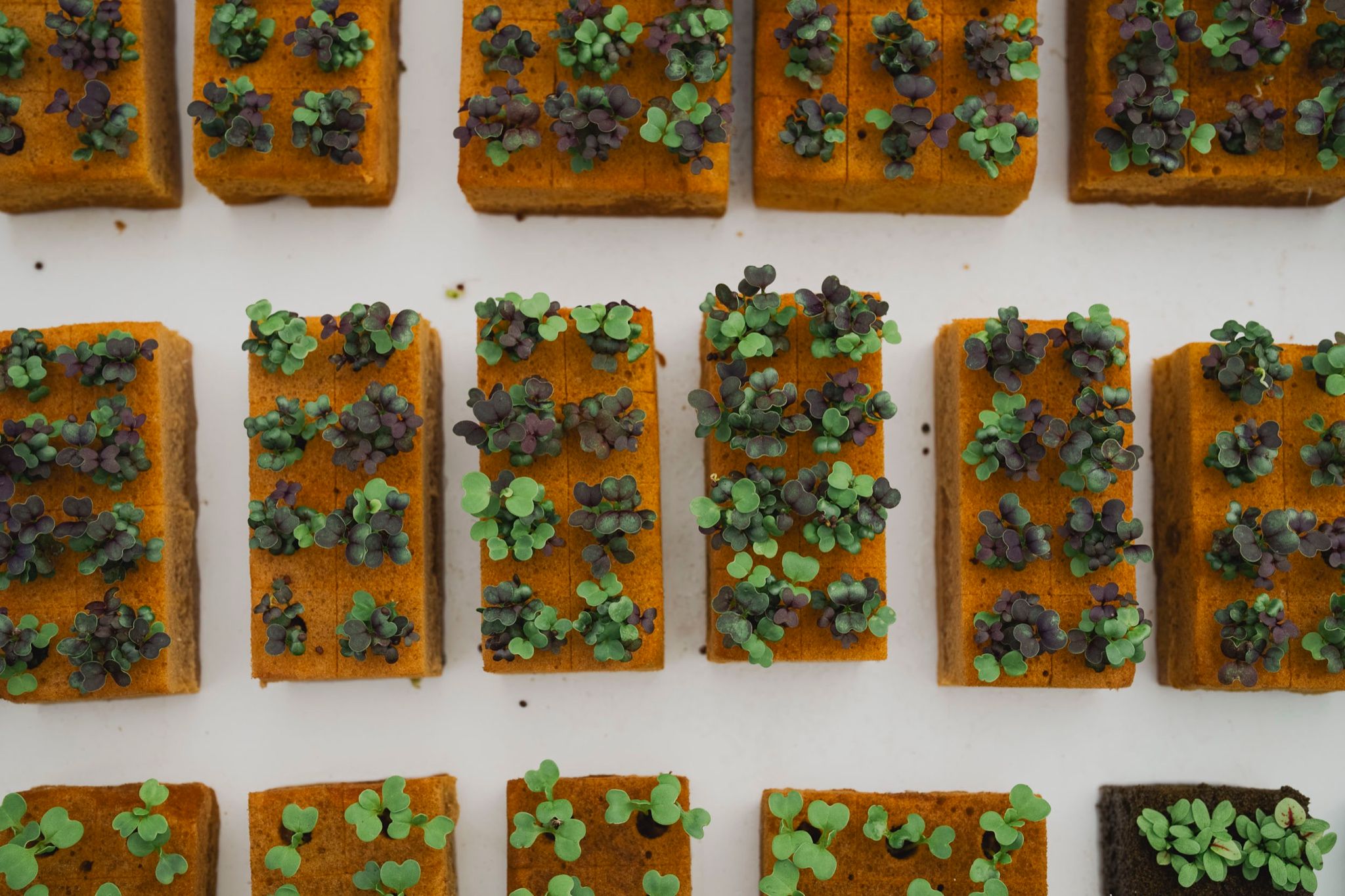 Bandejas de microgreens vistas desde arriba